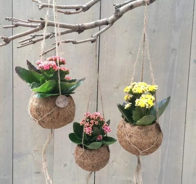 留基部|养长寿花要“下狠手”,学会“巧修剪”,疯长侧芽,越开花越多