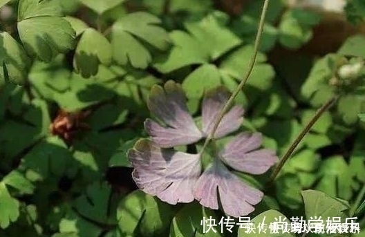 農村|農村這種“千年老鼠屎”，一斤百元價值很高，如果看到請帶回家！