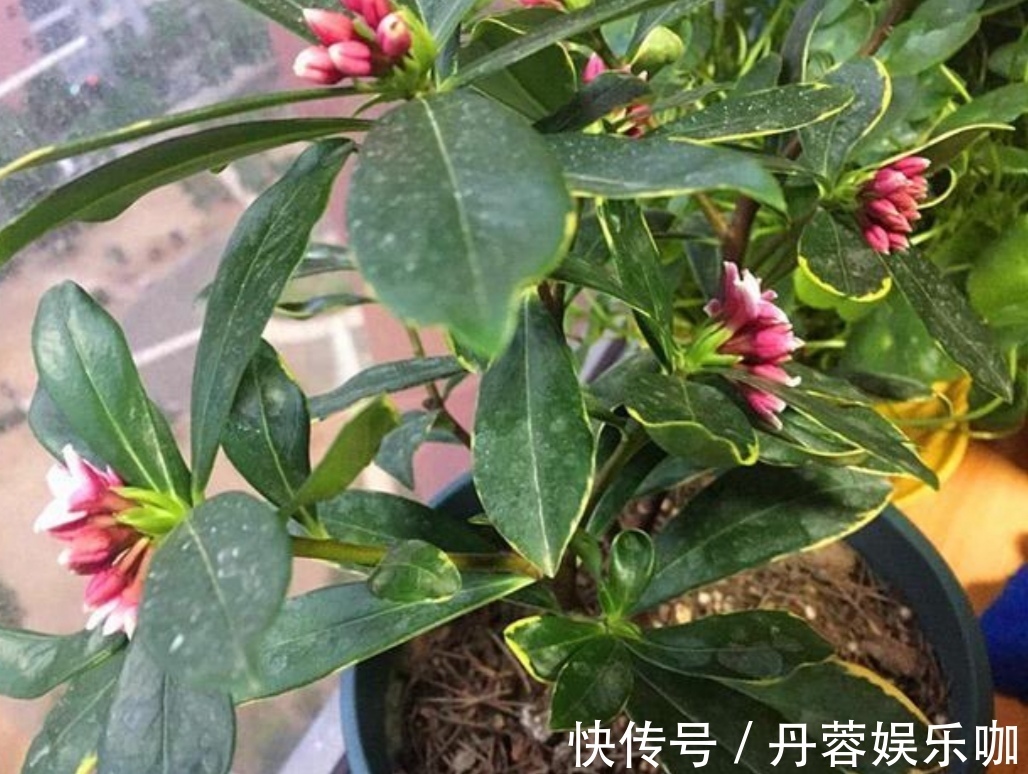 家里有5种花,想要开花多,秋天别忘施1种肥