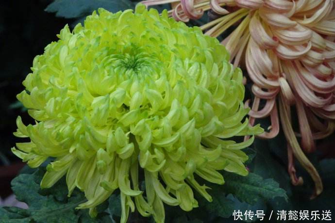 绿牡丹|此菊,花开“碧绿如玉”,属“十大名菊”,清香袭人,开花爆盆!