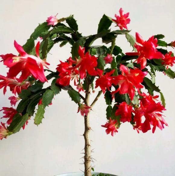 花树|蟹爪兰养不好,用此“神木”一嫁接,快速爆满芽,开成“花树”