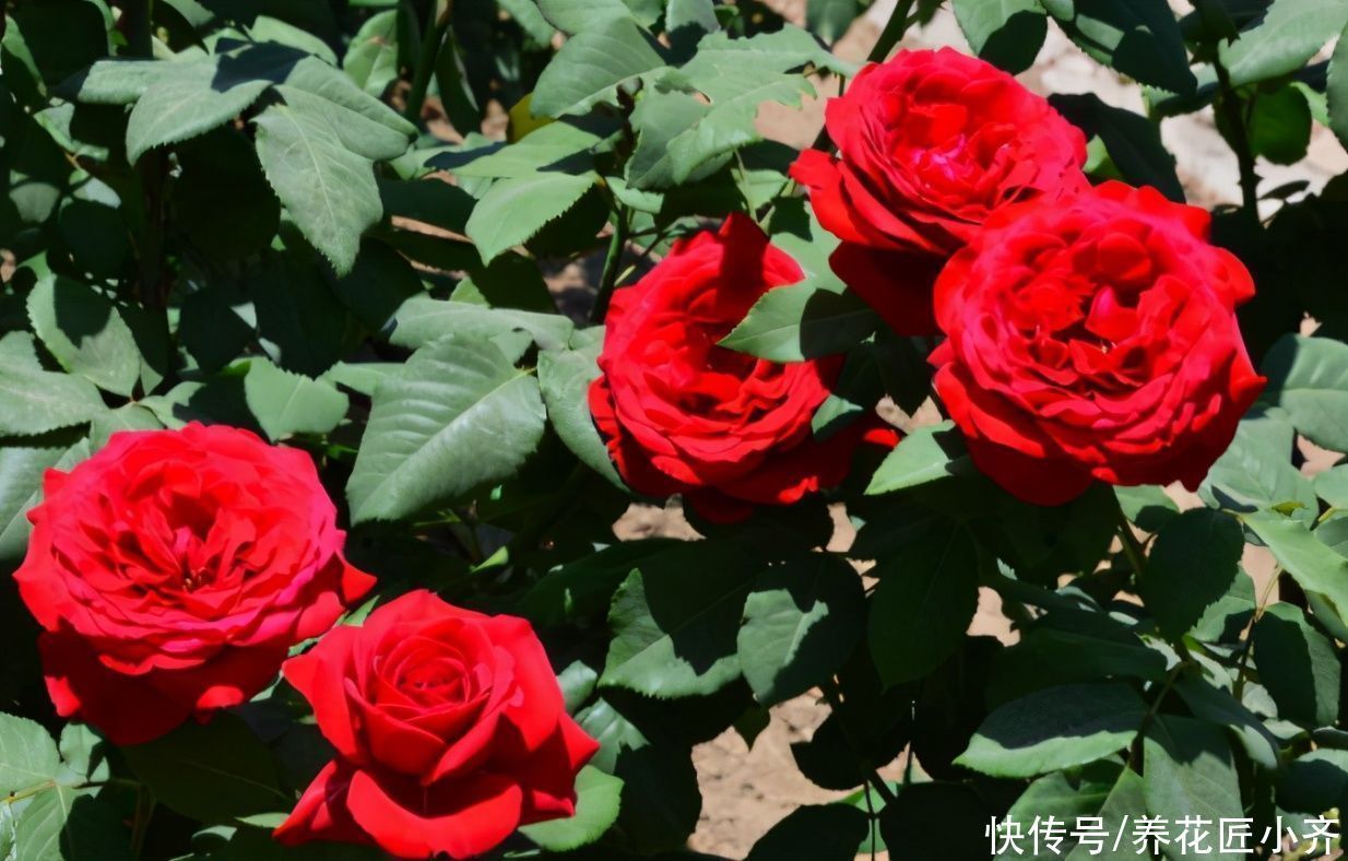 米兰花|4种花不适合养在室内,扔在院子里日晒雨淋,反而长得更好