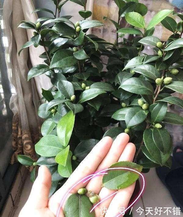 叶片|10种花，空气再干也别“喷水”，容易黄叶“掉花苞”