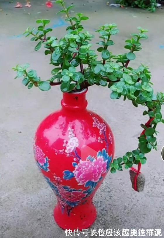 桩子|一个破酒瓶,养一棵金枝玉叶悬崖桩,叶片肥厚小巧,四季常青