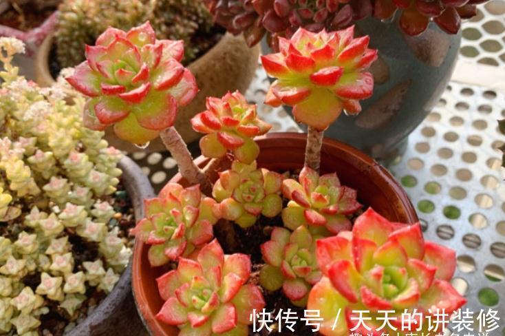 多肉|多肉防徒长的最佳方法只有一个——按部就班地养,它们才不会徒长