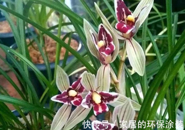 秋天养兰花，两个动作催一催，新芽花芽一起长，清香淡雅