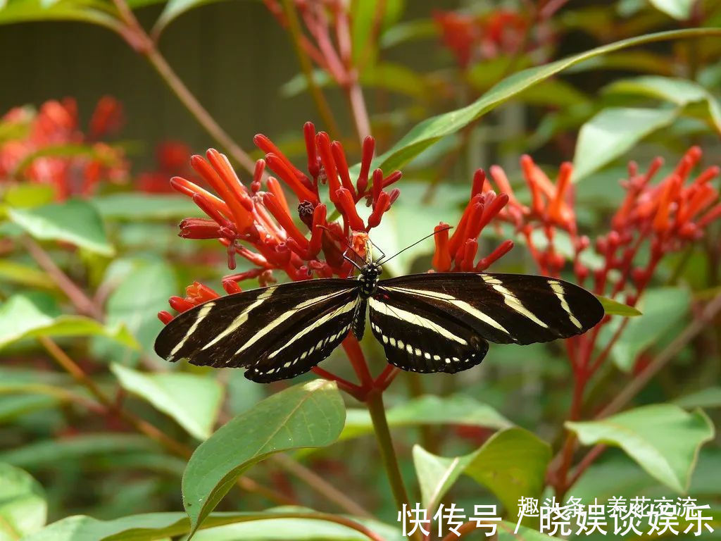 给家里多增添些热带风情,这12种红红火火的热带红花不可少