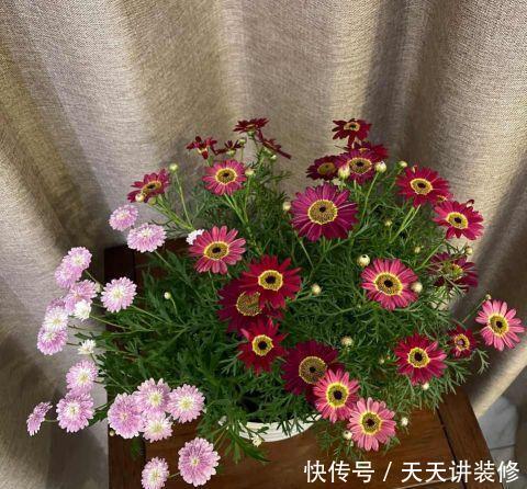 好时机|天气要热了,三种花修剪扦插正当时,小编已经迫不及待了