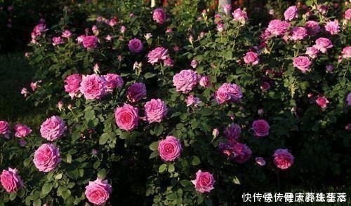 三角梅|这几种花养在墙角最合适,顺着墙开花成海,盛夏也极美!