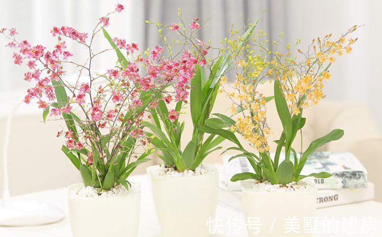 战斗鸡|兰花中的“战斗鸡”,同时开花几百朵,满屋子都是奶香气