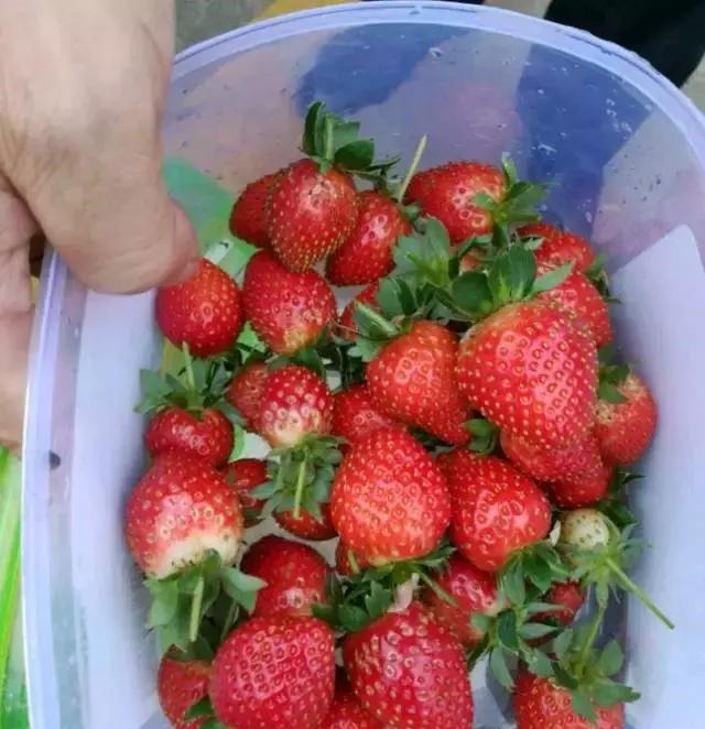 草莓这么贵就别买了，自己种一盆，1招让草莓又大又甜！