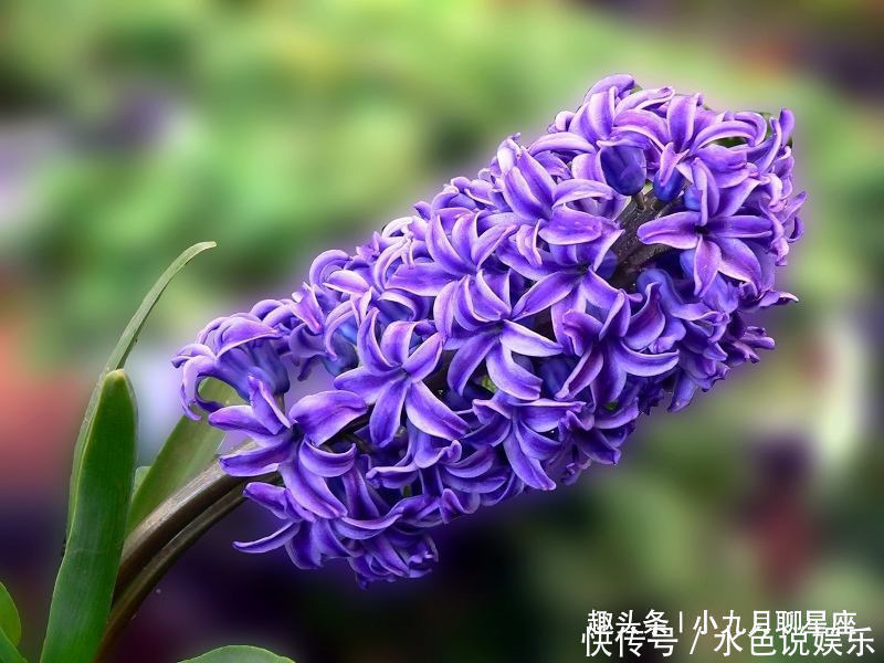 缺点|家中同时有这三个生肖,是上上配家庭,家业兴旺,人丁兴旺