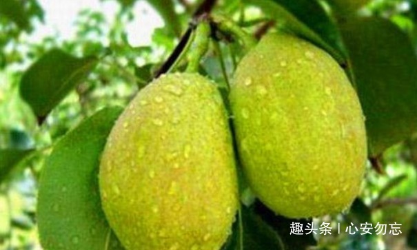 香梨|女性常吃以下食物，肌肤保持年轻红润，不长皱纹，抗衰老，更年轻