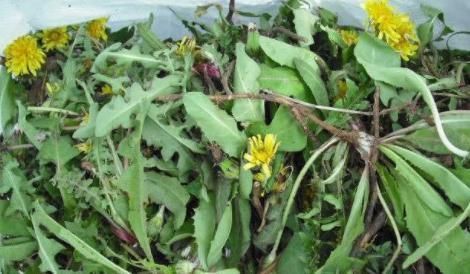 此物|蒲公英加上此物一起冲泡,坚持喝一个月,肝脏变干净,胃也更好了