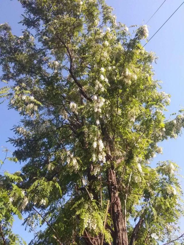 朐山槐花开了！