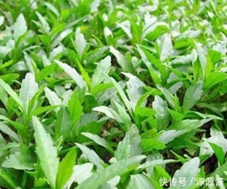 农村|农村的这种随处可见的野菜,以前只知道吃,没想到有这么多好处!