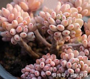 多肉植物长不好盆里埋一宝贝,一周长出大白根,新叶侧芽一起长
