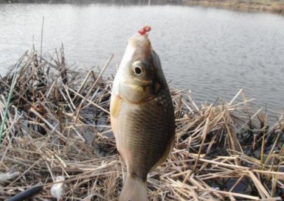 冬季钓鱼不好钓？饵料搭配有讲究，这样搭配不愁钓不到鱼