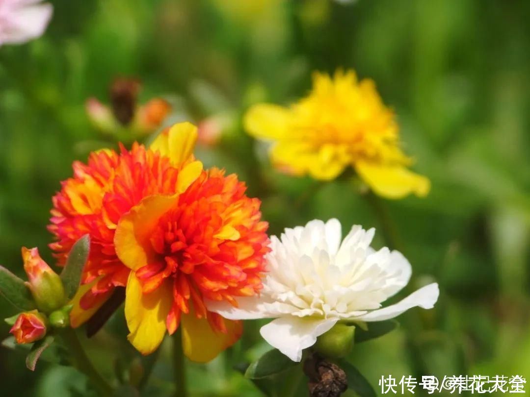 夏天|热不死的花，温度高也不休眠，超级适合夏天