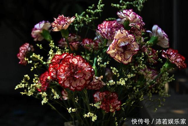 花花|这种花常被低估，一不小心开半年，送人也有面