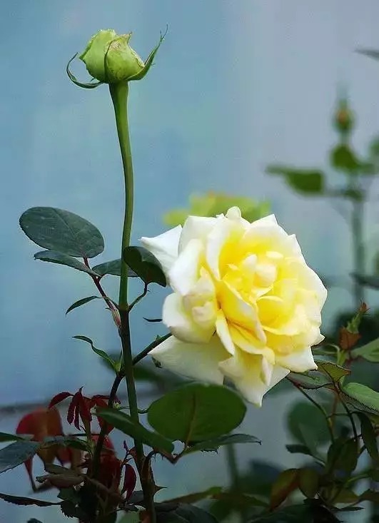 中国十大名花欣赏,美极了!