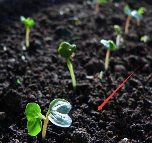 此种肥料到处都是,用来养花,10年不积水烂根,年年开花爆盆