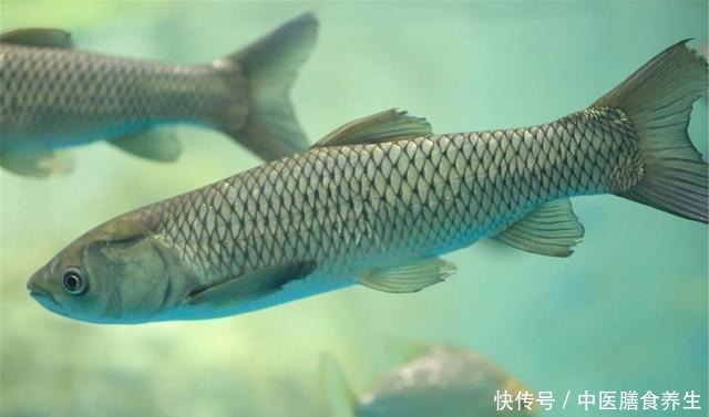 自然水域内|草鱼为何难钓你错了!其实难的不是钓,而是鱼!