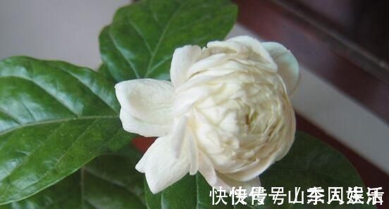 香花|此花,是我国少有的可以卧室盆栽的香花,有安神静心的功效