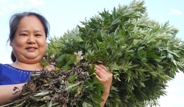 尘螨|床上螨虫太多?教你3个不要钱的“土法子”, 把螨虫“赶尽杀绝”