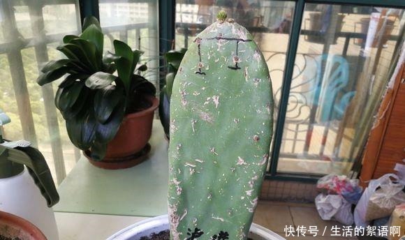 仙人掌嫁接蟹爪兰第一步,养一棵“七层宝塔”似的仙人掌!