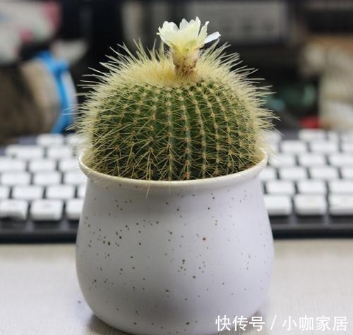 芦荟|家里万万要养这几种植物,对家人身体健康有益,有钱人一早就明白