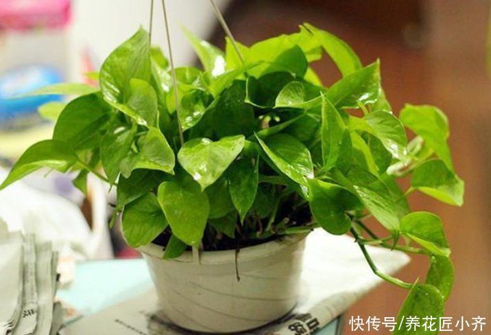 植株|给花换盆的“错误”操作,很多人都这样做,下次一定要改