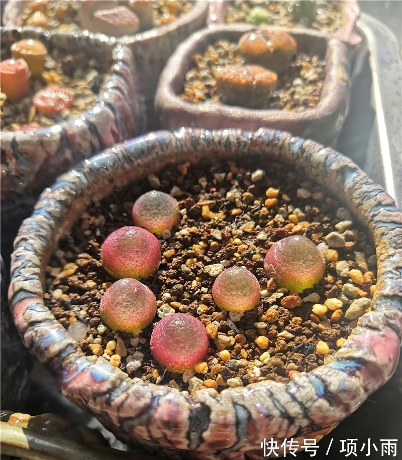 天下养肉人都一样贪