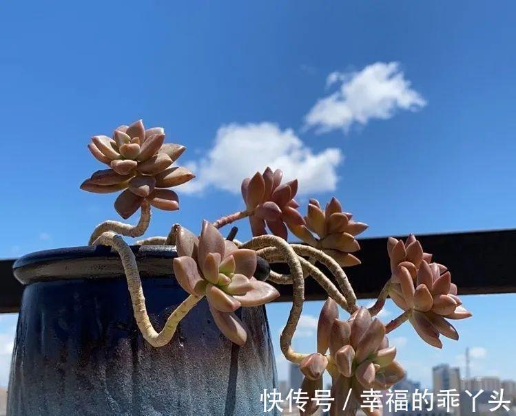 4种新手也能养成老桩的多肉,个头虽小造型绝美,第4种老桩最出彩