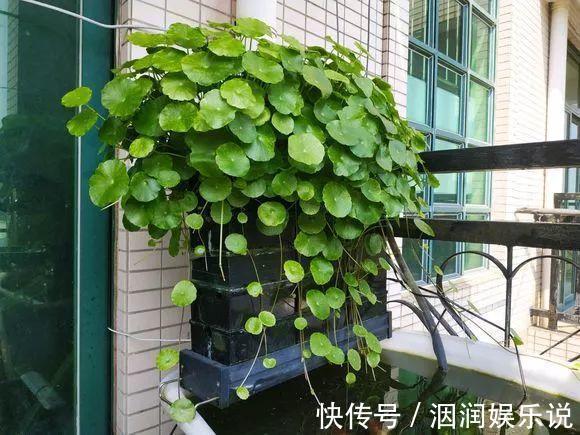 水桶|养此5种花，夏季就像“水桶”，浇水越多、长得越旺