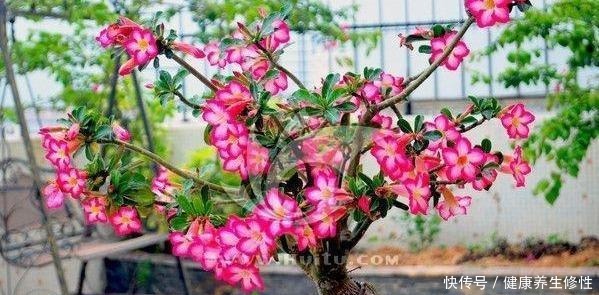 养花杀手的“臭毛病”,怪不得总是养死花,看看你占了几条!