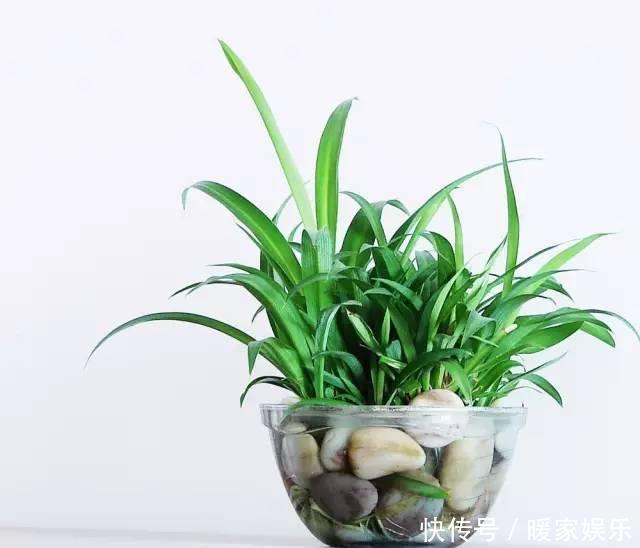 想让卫生间增添绿意,选择这些植物准没错!