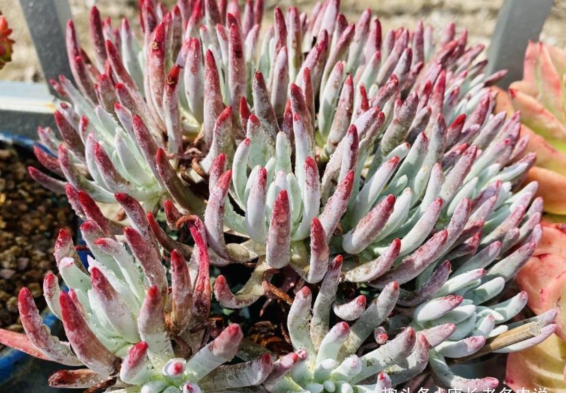 爱杜丽丝|多肉爱杜丽丝好不好度夏?如果你像我这样养的话,那度夏自然不难