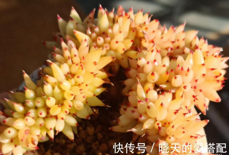 送朋友多肉又不落俗套?红橙黄绿青蓝紫彩虹系7色多肉了解一下!