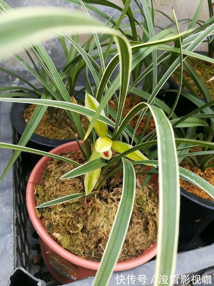 花卉|“优良玫瑰”宠爱小姐,色泽光亮,极为少见,非常值得拥有