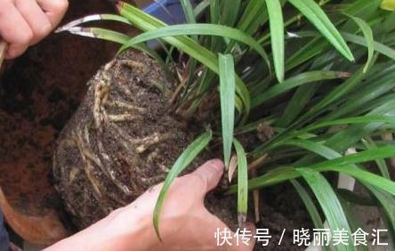 你家的兰花出问题了,其实问题在这里