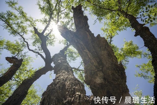 稷山国家板枣公园|走进稷山国家板枣公园 欣赏千年枣林艺术宫殿