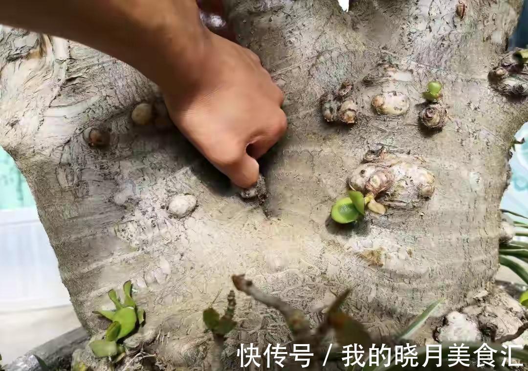 养玉树3个“控养法”,学会克制,才能长成“玉树临风”的大盆景