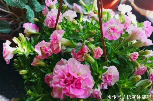 一种漂亮又好养的花,不怕热不怕晒,春夏秋3季都开花,很值得养!