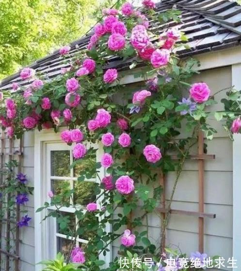 阳台养花容易长红蜘蛛,了解原因对症下药,2件事做好了事半功倍