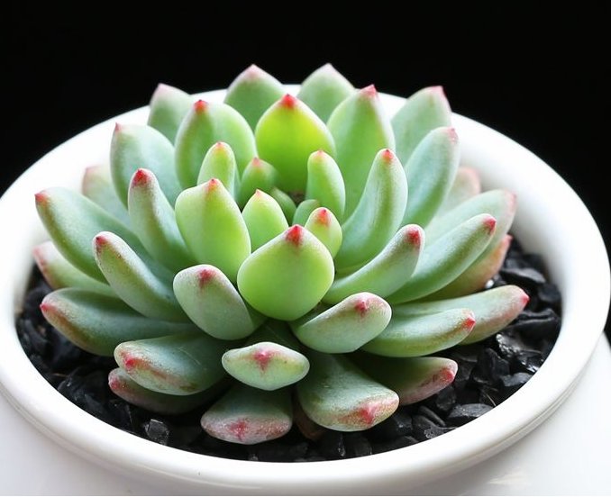 浇水|多肉植物夏天很难养？只需要掌握3个技巧，夏天多肉一样生命旺盛