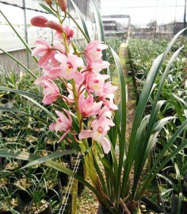 最香的兰花品种，花大色艳花香浓,花期长花量大,出架真漂亮