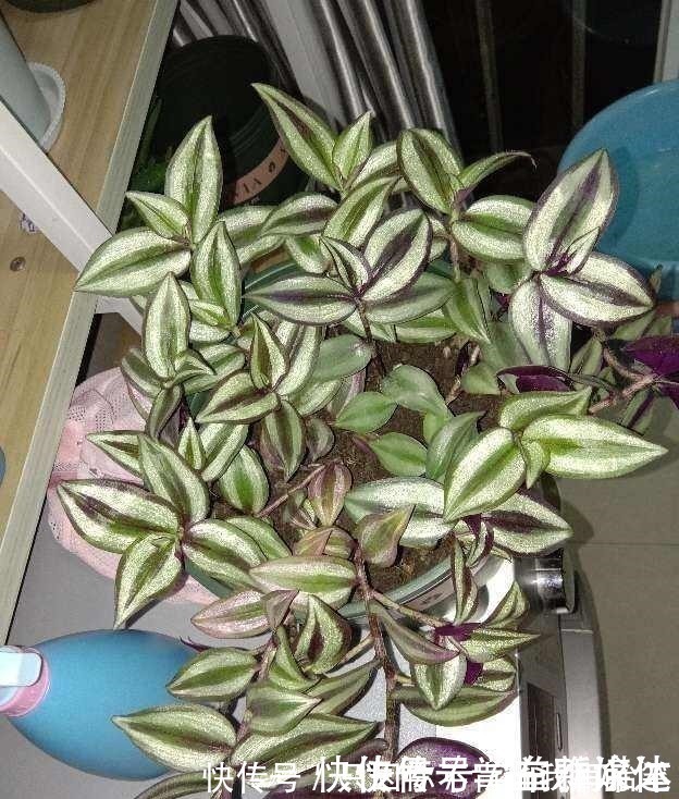 12种耐阴花,适合养在卫生间里,光不好也能呼呼长!