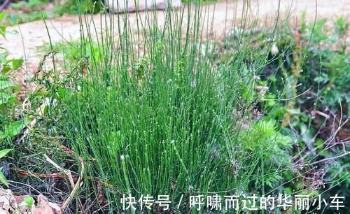 笔头草|生于路旁，俗称“节节草”，好多人不知道它是宝，有啥珍贵？