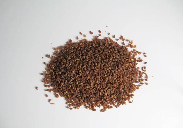 玉米须|天然“胰岛素”找到了,4物坚持吃,糖尿病或能远离你